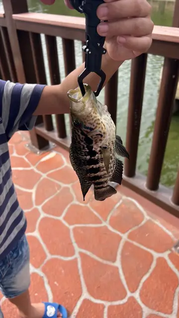 臺南市天鵝湖的橘色雙冠麗魚，2026 年 8 月釣友實拍