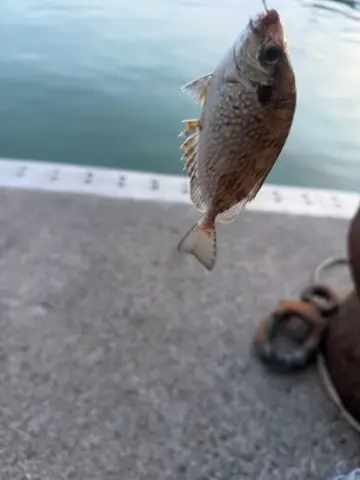 褐臭肚魚，2026 年 8 月釣友劉明天的實拍照片