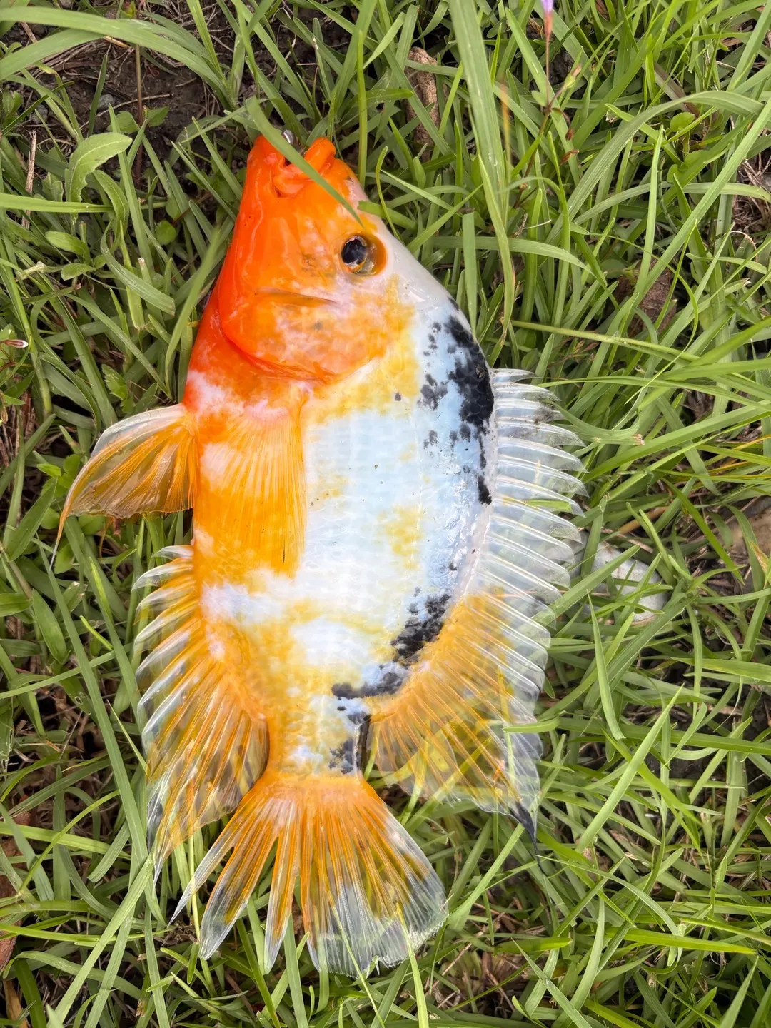 花蓮溪的橘白黑花斑個體，觀賞魚常見的花色。