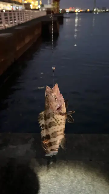 高雄港的瑪拉巴石斑魚，2026 年 8 月釣友實拍