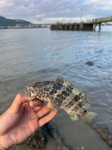 新北市公司田溪出海口的瑪拉巴石斑魚,2026 年 8 月釣友實拍