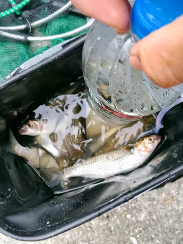 花蓮溪的䱗,2026 年 8 月釣友實拍