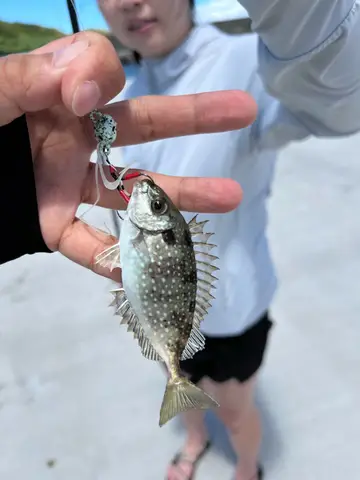 新北市深澳漁港的褐臭肚魚，2026 年 8 月釣友實拍