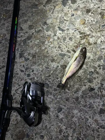 新竹漁港的大頭白姑魚，2026 年 8 月釣友實拍