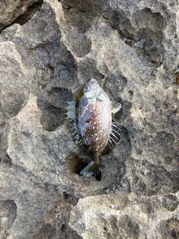 新北市深澳漁港的蠕紋臭肚魚，2026 年 9 月釣友實拍