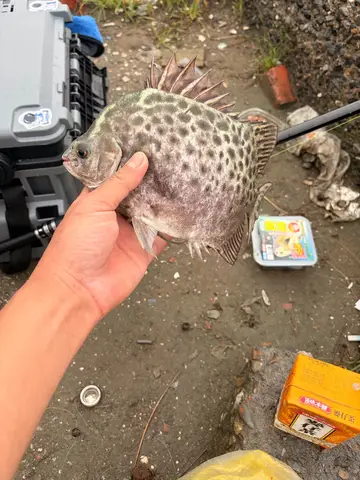 臺南市七股潟湖的金錢魚，2026 年 8 月釣友實拍