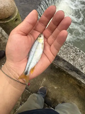 新竹縣鳳山溪-關西段的粗首馬口鱲,2026 年 9 月釣友實拍