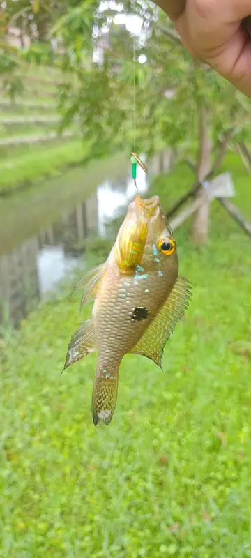 巴西珠母麗魚，2026 年 9 月釣友GavinLiu的實拍照片