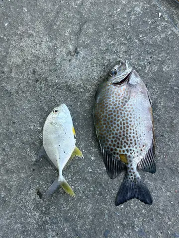 高雄市彌陀漁港的星斑臭肚魚,2026 年 9 月釣友實拍