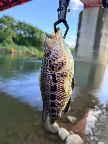 花身副麗魚，2026 年 9 月釣友阿澤的實拍照片
