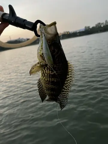 臺南市迎曦湖的花身副麗魚，2023 年 11 月釣友實拍