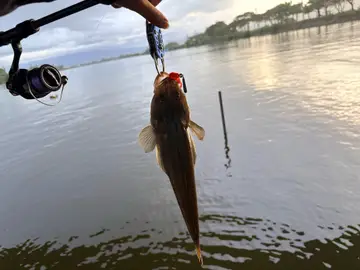 宜蘭縣竹安溪出海口的印度牛尾魚，2026 年 9 月釣友實拍