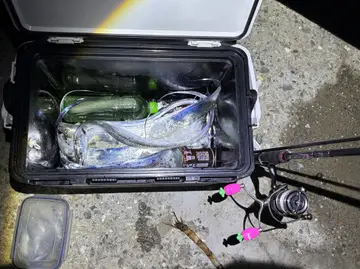新北市深澳漁港的白帶魚，2026 年 9 月釣友實拍