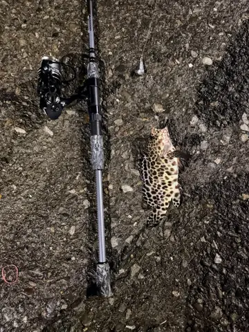 新北市野柳漁港的玳瑁石斑魚，2026 年 9 月釣友實拍