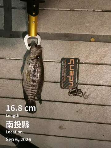 南投縣鯉魚潭的花身副麗魚，2026 年 9 月釣友實拍