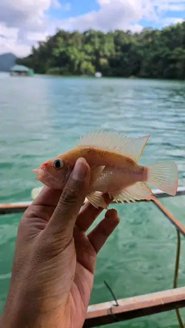 南投縣日月潭的厚唇雙冠麗魚,2026 年 9 月釣友實拍