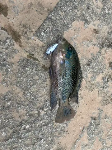 臺北市內溝溪-內湖段的花身副麗魚，2026 年 9 月釣友實拍