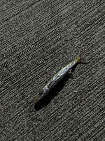 基隆市望海巷漁港的巴拉金梭魚，2026 年 9 月釣友實拍