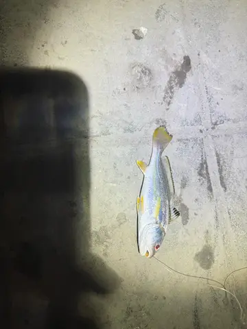 桃園市永安漁港的大頭白姑魚，2026 年 9 月釣友實拍