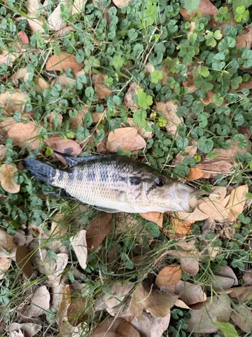 臺南市天鵝湖的花身副麗魚，2026 年 9 月釣友實拍