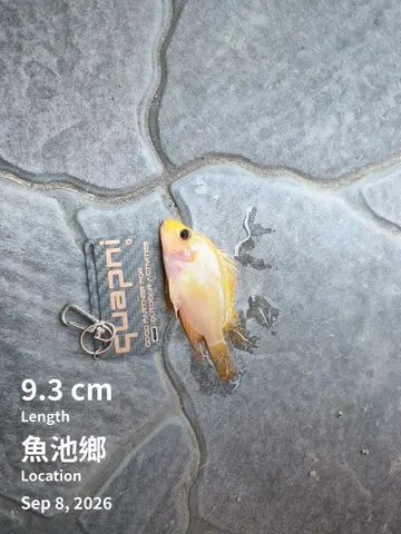 南投縣日月潭的厚唇雙冠麗魚,2026 年 9 月釣友實拍