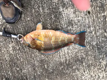 高雄港的藍點鸚哥魚，2026 年 9 月釣友實拍
