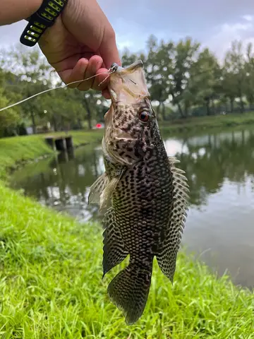 宜蘭縣羅東溪-羅東段的花身副麗魚，2026 年 9 月釣友實拍