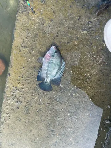 新北市二重疏洪道-微風運河的帶紋副尼麗魚,2025 年 6 月釣友實拍