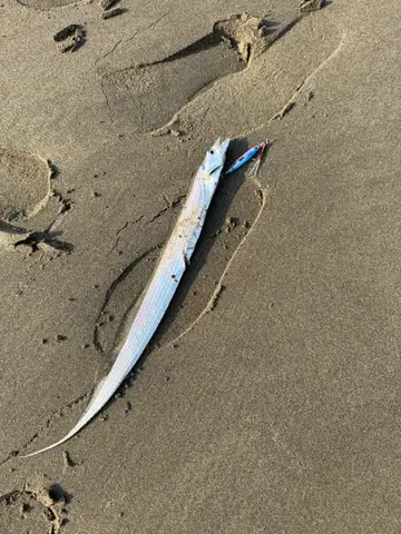 臺中港的白帶魚，2025 年 12 月釣友實拍