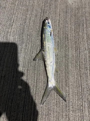 高雄市中芸漁港的虱目魚，2026 年 9 月釣友實拍