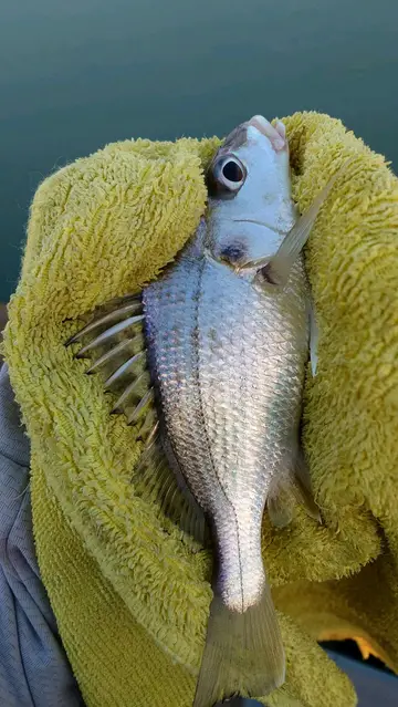 臺南市七股潟湖的銀雞魚，2026 年 9 月釣友實拍