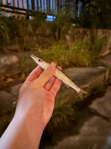巴拉金梭魚，2026 年 9 月釣友Bobatu的實拍照片