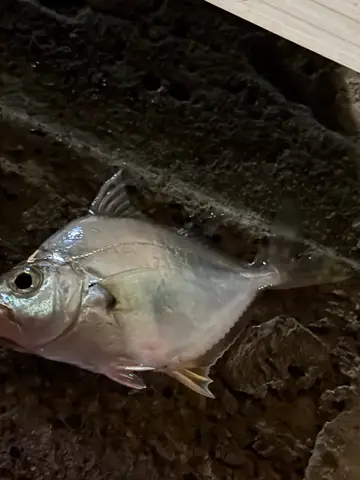 桃園市永安漁港的短棘鰏，2026 年 9 月釣友實拍