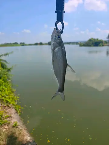 臺南市葫蘆埤的翹嘴鮊，2026 年 9 月釣友實拍