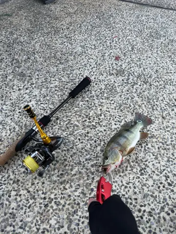 高雄市美濃湖的眼點麗魚，2026 年 8 月釣友實拍