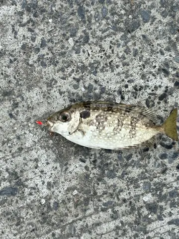 基隆市望海巷漁港的褐臭肚魚，2026 年 9 月釣友實拍