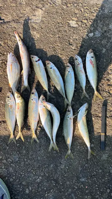 臺中港的日本竹筴魚，2026 年 1 月釣友實拍