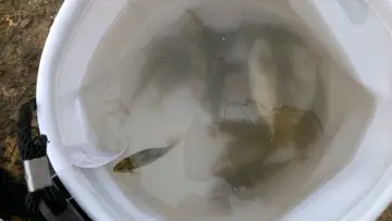 新北市水湳洞漁港的單斑臭肚魚，2026 年 9 月釣友實拍