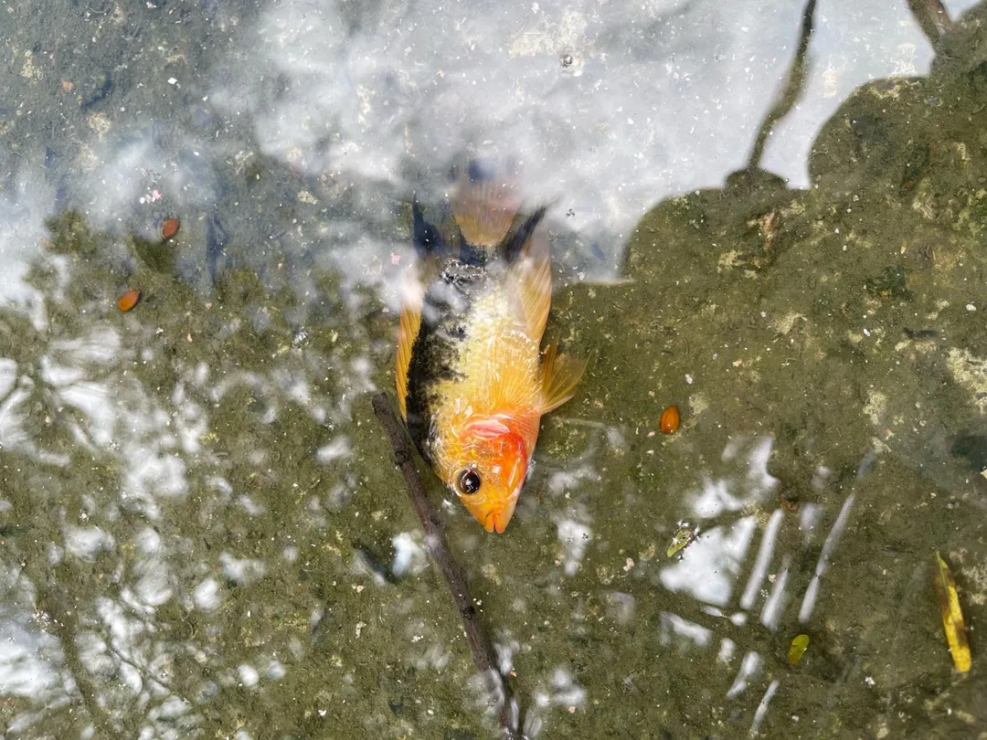 雲林紫藤湖：黑底上冒出大片橘黃。