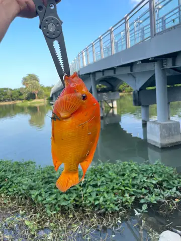 高雄市蓮池潭的厚唇雙冠麗魚，2026 年 9 月釣友實拍
