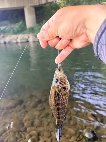 臺中市烏溪-烏日段的花身副麗魚,2026 年 9 月釣友實拍