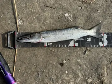 屏東縣大鵬灣的巴拉金梭魚,2026 年 9 月釣友實拍