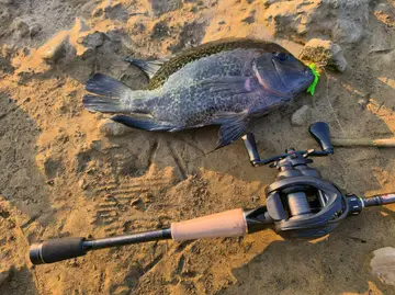 帶紋副尼麗魚，2026 年 9 月釣友wei12的實拍照片