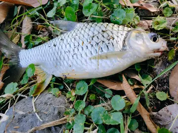 高雄市蓮池潭的高體高鬚魚，2026 年 9 月釣友實拍