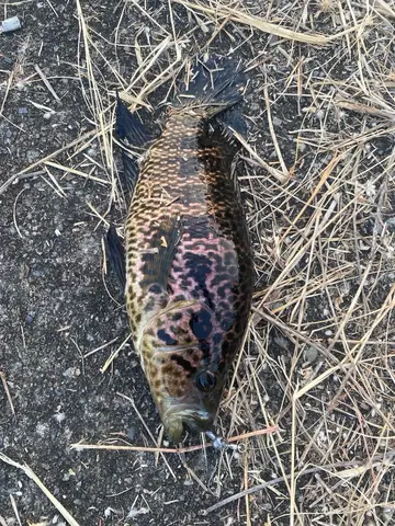 臺中市旱溪排水-大里段的花身副麗魚，2026 年 9 月釣友實拍