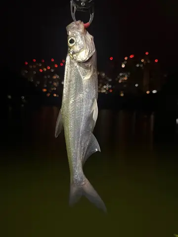新北市金龍湖的翹嘴鮊，2026 年 9 月釣友實拍