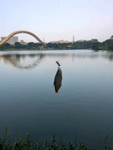臺南市迎曦湖的翹嘴鮊，2026 年 9 月釣友實拍