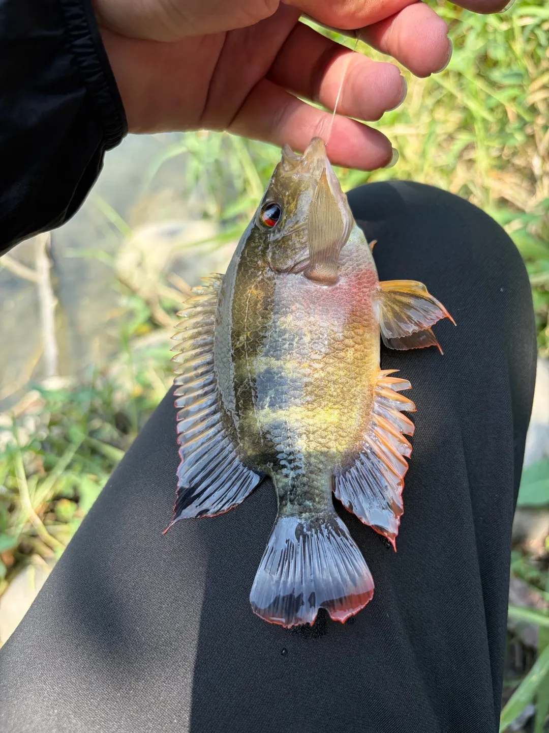 高雄蓮池潭約 10 公分的疑似馬雅麗魚幼魚:紅喉、暗橫帶。只有一張照片,還不能確認。