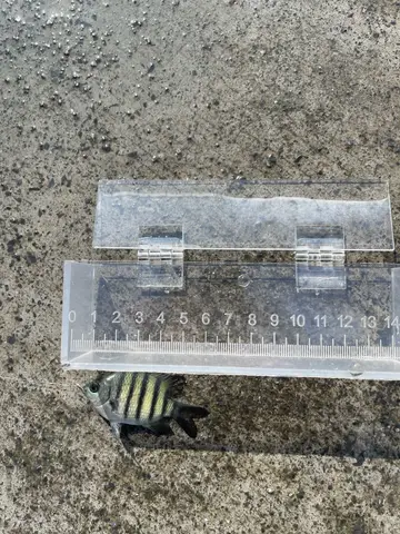 基隆市望海巷漁港的條紋豆娘魚，2026 年 9 月釣友實拍