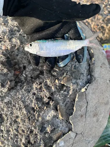 臺南市安平漁港的虱目魚，2026 年 9 月釣友實拍